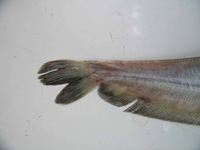 Aphareus rutilans, Rusty jobfish: fisheries, gamefish