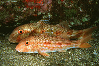 Mullus surmuletus, Striped red mullet: fisheries, gamefish