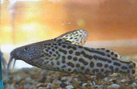 Synodontis waterloti, : fisheries