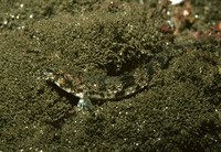Odontopyxis trispinosa, Pygmy poacher: aquarium