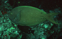 Acanthurus thompsoni, Thompson's surgeonfish: aquarium