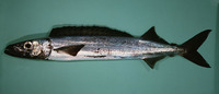 Promethichthys prometheus, Roudi escolar: fisheries, gamefish, bait