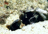 Lotilia graciliosa, Whitecap goby: aquarium