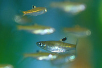 Rasbora dorsiocellata, Eyespot rasbora: aquarium