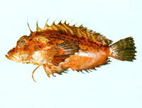 Minous versicolor, Plumstriped stingfish: