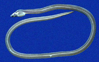 Bascanichthys panamensis, Panama sand-eel: