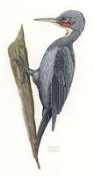 Image of: Mulleripicus pulverulentus (great slaty woodpecker)
