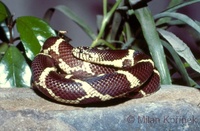 Lampropeltis getula getula - Eastern King Snake