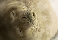 Photo: Sleeping Weddell seal