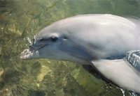 Photo: A bottlenose dolphin prepares to submerge