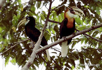 Papuan Hornbill - Aceros plicatus