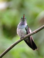 Blue-chested Hummingbird - Polyerata amabilis