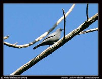 Boyer's Cuckoo-shrike - Coracina boyeri