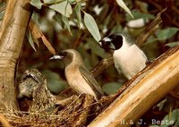 Masked Woodswallow - Artamus personatus