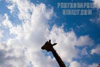 Photo of an Angolan Giraffe stock photo