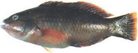 황놀래기 Pseudolabrus japonicus (Houttuyn)