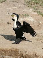 Great cormorant (Phalacrocorax carbo) drying its wings in the sun