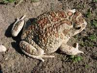 : Bufo mauritanicus; Morocco Toad
