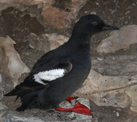: Cepphus columba; Pigeon Guillemot