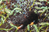 : Spicospina flammocaerulea; Sunset Frog