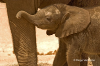 : Loxodonta africana africana; African Elephant