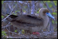 : Sula sula; Red-footed Booby
