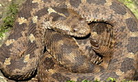 : Crotalus aquilus; Queretaro Dusky Rattlesnake