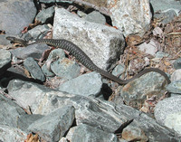 : Thamnophis couchii; Sierra Garter Snake