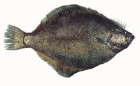 Psettichthys melanostictus, Pacific sand sole: gamefish, aquarium