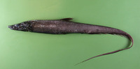 Halosauropsis macrochir, Abyssal halosaur: