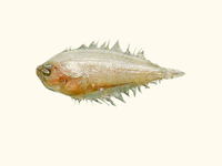 Arnoglossus dalgleishi, East coast flounder: fisheries
