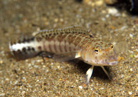 Parapercis xanthozona, Yellowbar sandperch: aquarium