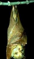 Image of: Nyctimene rabori (Philippine tube-nosed fruit bat)