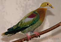 Ptilinopus ornatus - Ornate Fruit-Dove