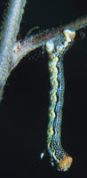 Image of: Erannis tiliaria (linden looper)