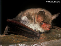 Myotis nattereri - Natterer's Bat