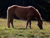 Equus ferus caballus - Domestic Horse