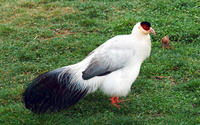 Image of: Crossoptilon crossoptilon (white eared-pheasant)