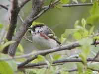 Image of: Dendroica pensylvanica (chestnut-sided warbler)