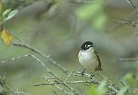 Image of: Vireo atricapilla (black-capped vireo)