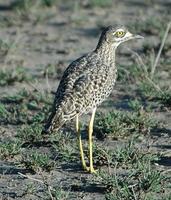 Spotted Thick-knee p.120
