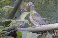 Band tailed Dove Columba fasciata