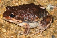 : Limnodynastes dumerilii; Bullfrog, Pobblebonk