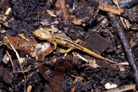 : Paramesotriton caudopunctatus; Spot-tailed Warty Newt