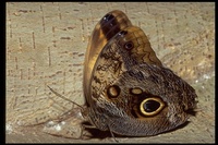 : Caligo memnon; Tawny Owl Butterfly