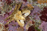 : Scyra acutifrons; Sharpnose Crab