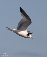 Sabine's Gull. 1 October 2006. Photo by Jay Gilliam