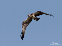 Osprey Scientific name - Pandion haliaetus