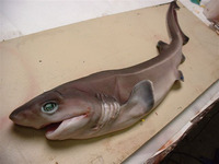 Hexanchus griseus, Bluntnose sixgill shark: fisheries, gamefish