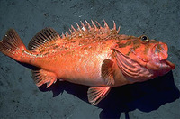 Sebastes gilli, Bronzespotted rockfish: